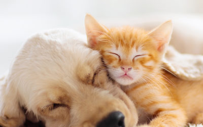Quel est le rôle d’un comportementaliste pour chat ou pour chien ?