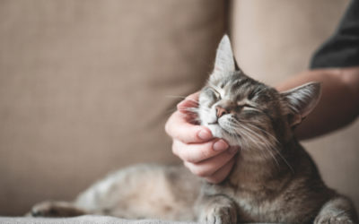 Mon chat fait pipi à coté de sa litière