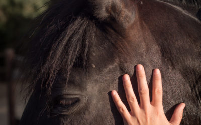 La communication animale