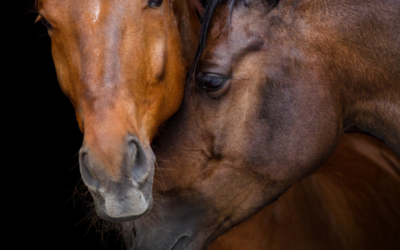 La communication intuitive animale avec les chevaux