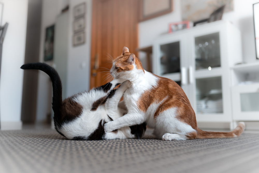 Introduire un nouveau chat dans votre foyer : Ce que vous devez savoir